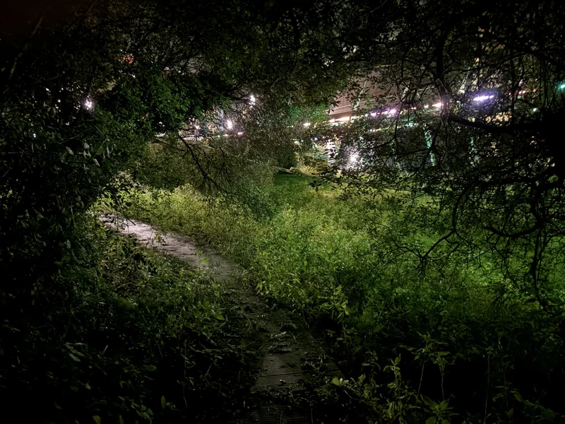 A path beneath dense branches at night, with lights shining through the leaves