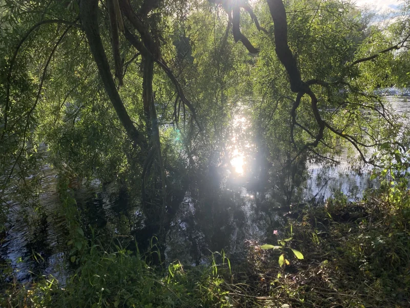 Sunlight reflected on the river through overhanging willow branches, with a small pink flower in the foreground